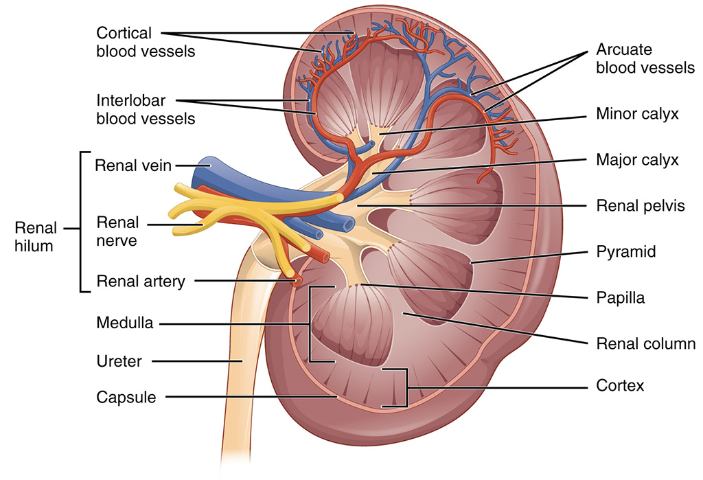 Detail Gambar Sistem Urinaria Ekskresi Gambar Sistem Ekskresi Nomer 26