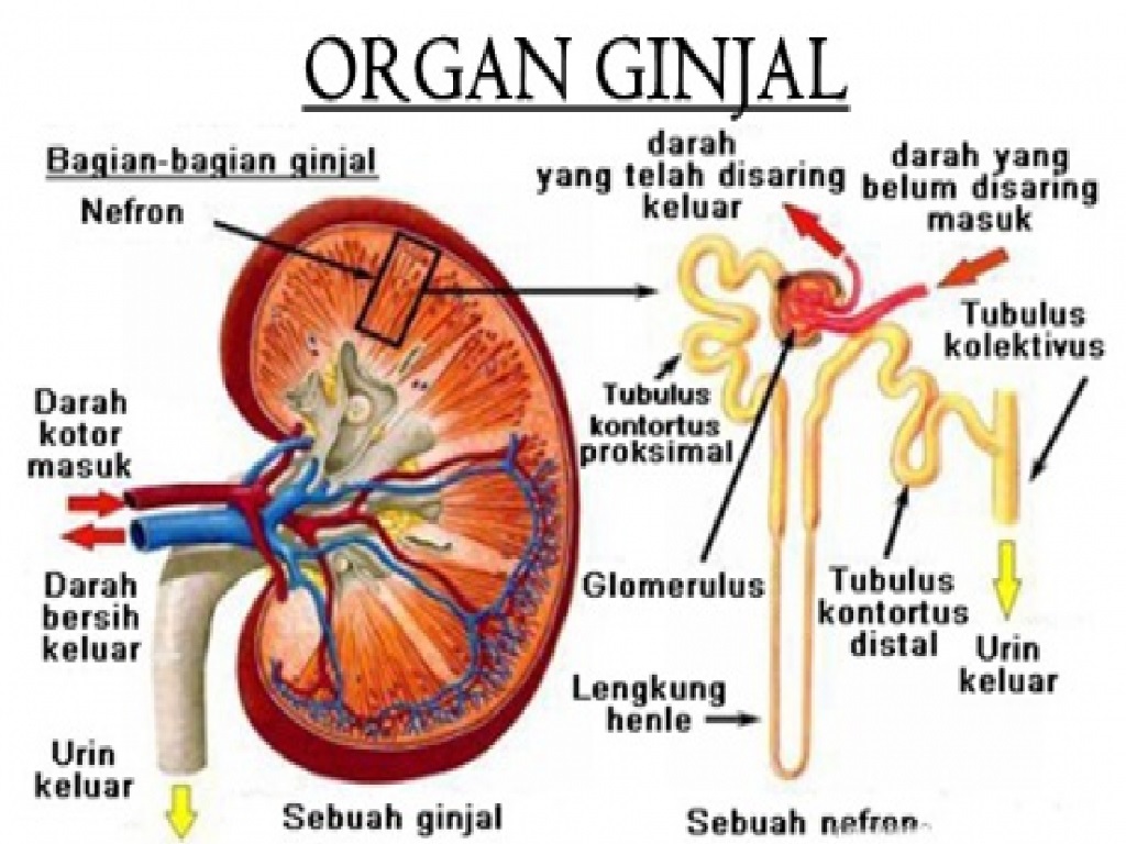 Detail Gambar Sistem Urinaria Ekskresi Gambar Sistem Ekskresi Nomer 30