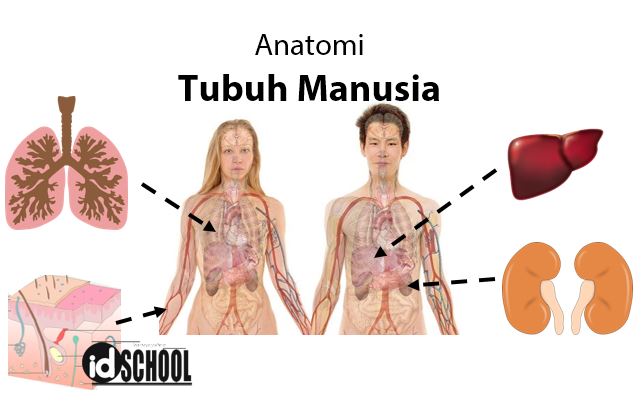 Detail Gambar Sistem Urinaria Ekskresi Gambar Sistem Ekskresi Nomer 34