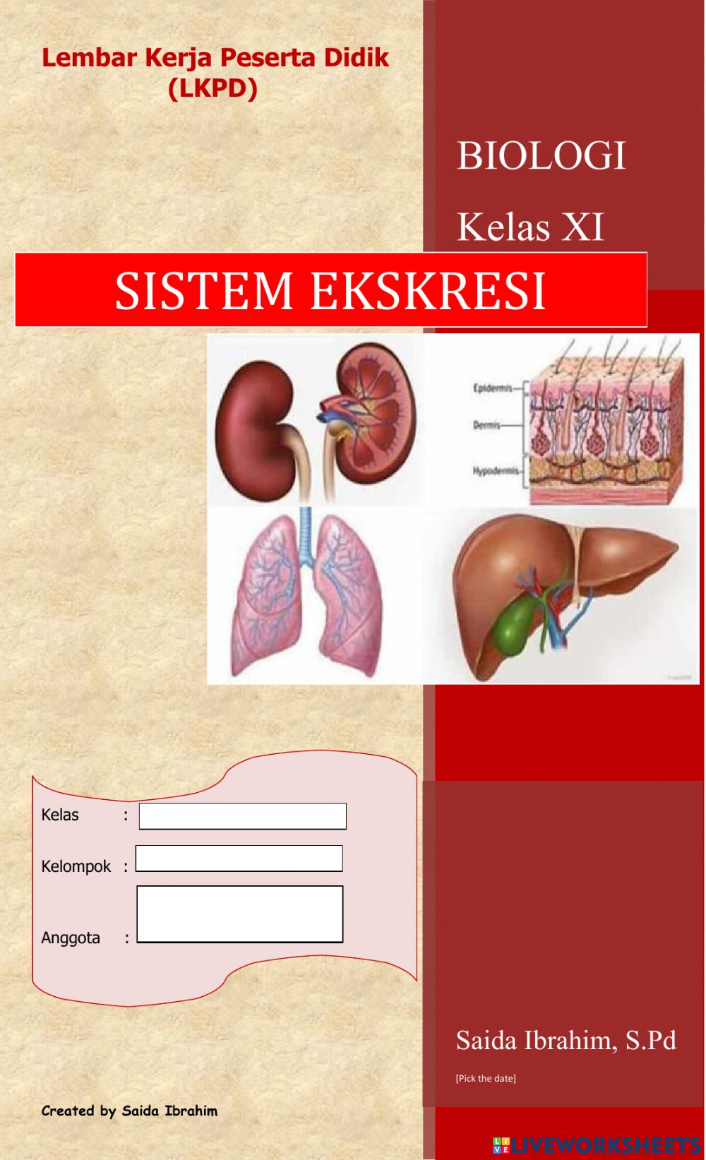 Detail Gambar Sistem Urinaria Ekskresi Gambar Sistem Ekskresi Nomer 42