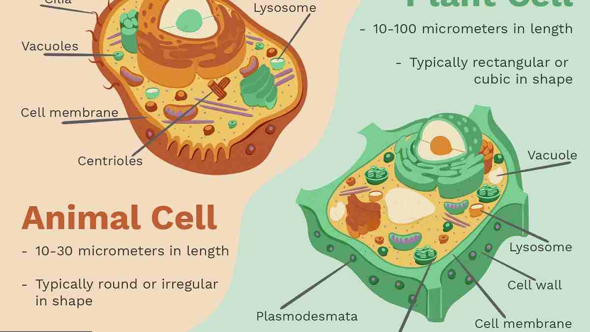 Gambar Sitoplasma Sel Tumbuhan Dan Hewan - KibrisPDR