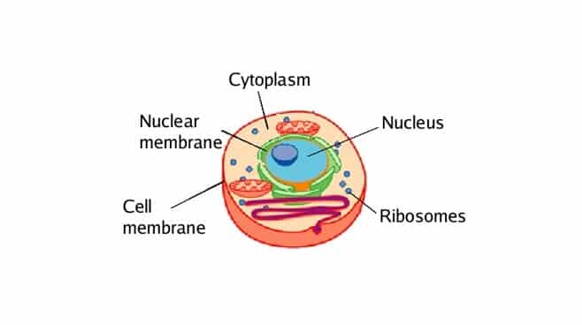 Detail Gambar Sitoplasma Sel Tumbuhan Dan Hewan Nomer 15