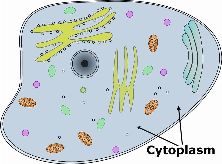 Detail Gambar Sitoplasma Sel Tumbuhan Dan Hewan Nomer 4