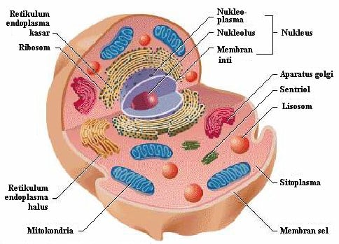 Detail Gambar Sitoplasma Sel Tumbuhan Dan Hewan Nomer 5