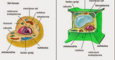 Detail Gambar Sitoplasma Sel Tumbuhan Dan Hewan Nomer 40