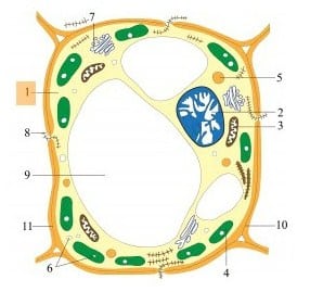 Detail Gambar Sitoplasma Sel Tumbuhan Dan Hewan Nomer 41