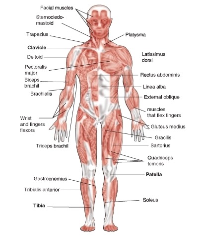 Detail Gambar Skeletal Muscle Nomer 10