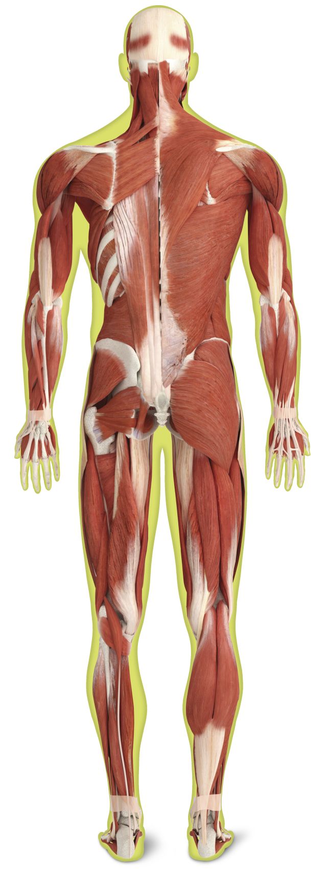 Detail Gambar Skeletal Muscle Nomer 18