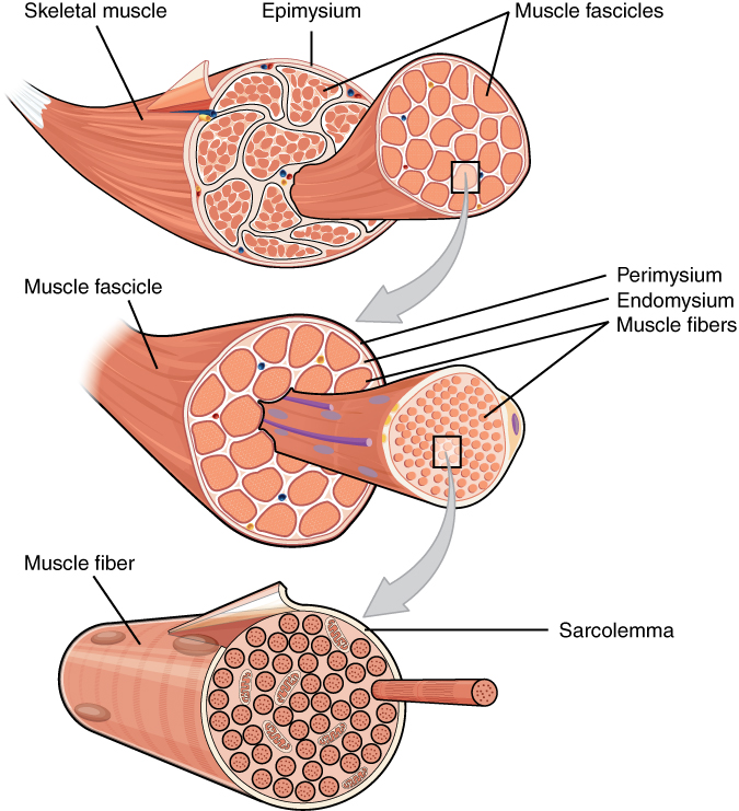 Detail Gambar Skeletal Muscle Nomer 28