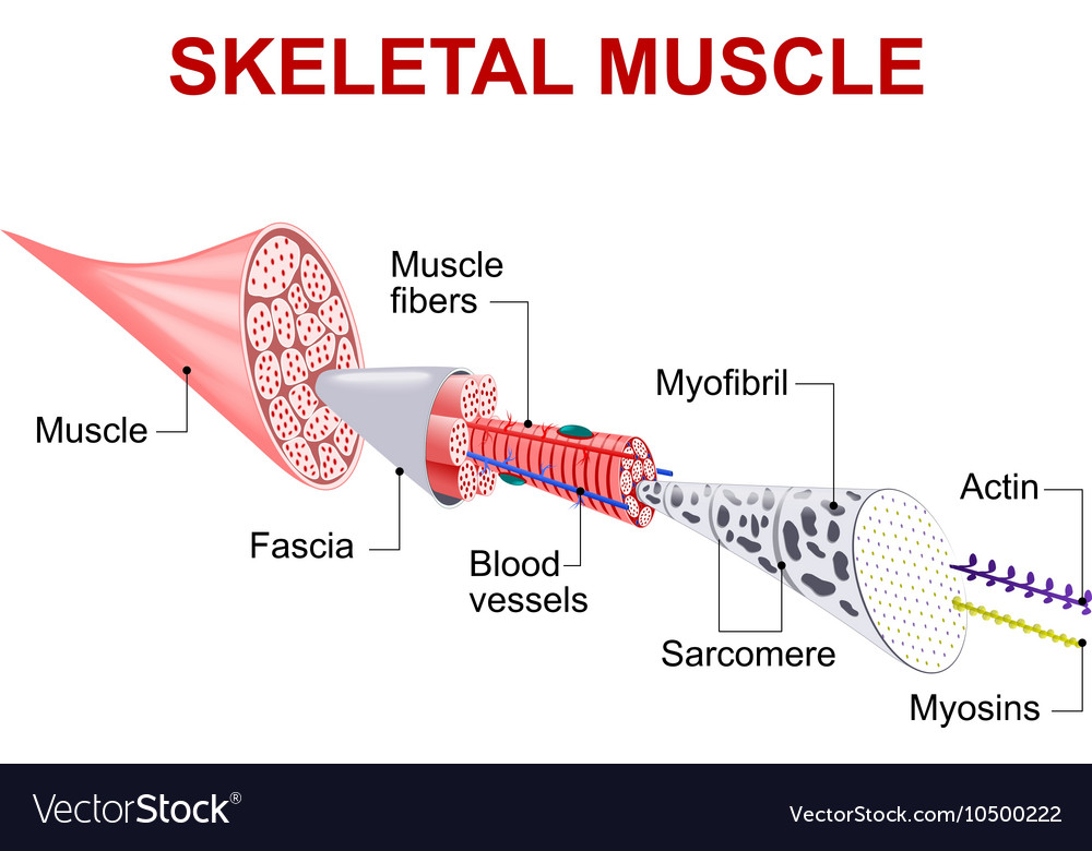 Detail Gambar Skeletal Muscle Nomer 32