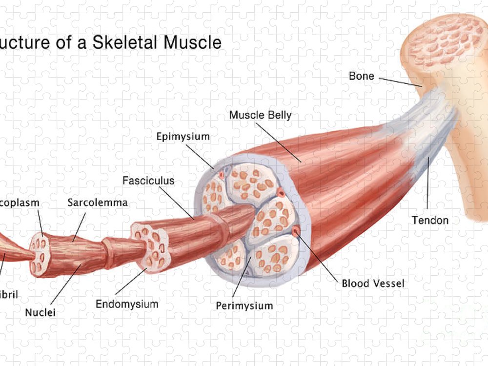 Detail Gambar Skeletal Muscle Nomer 42