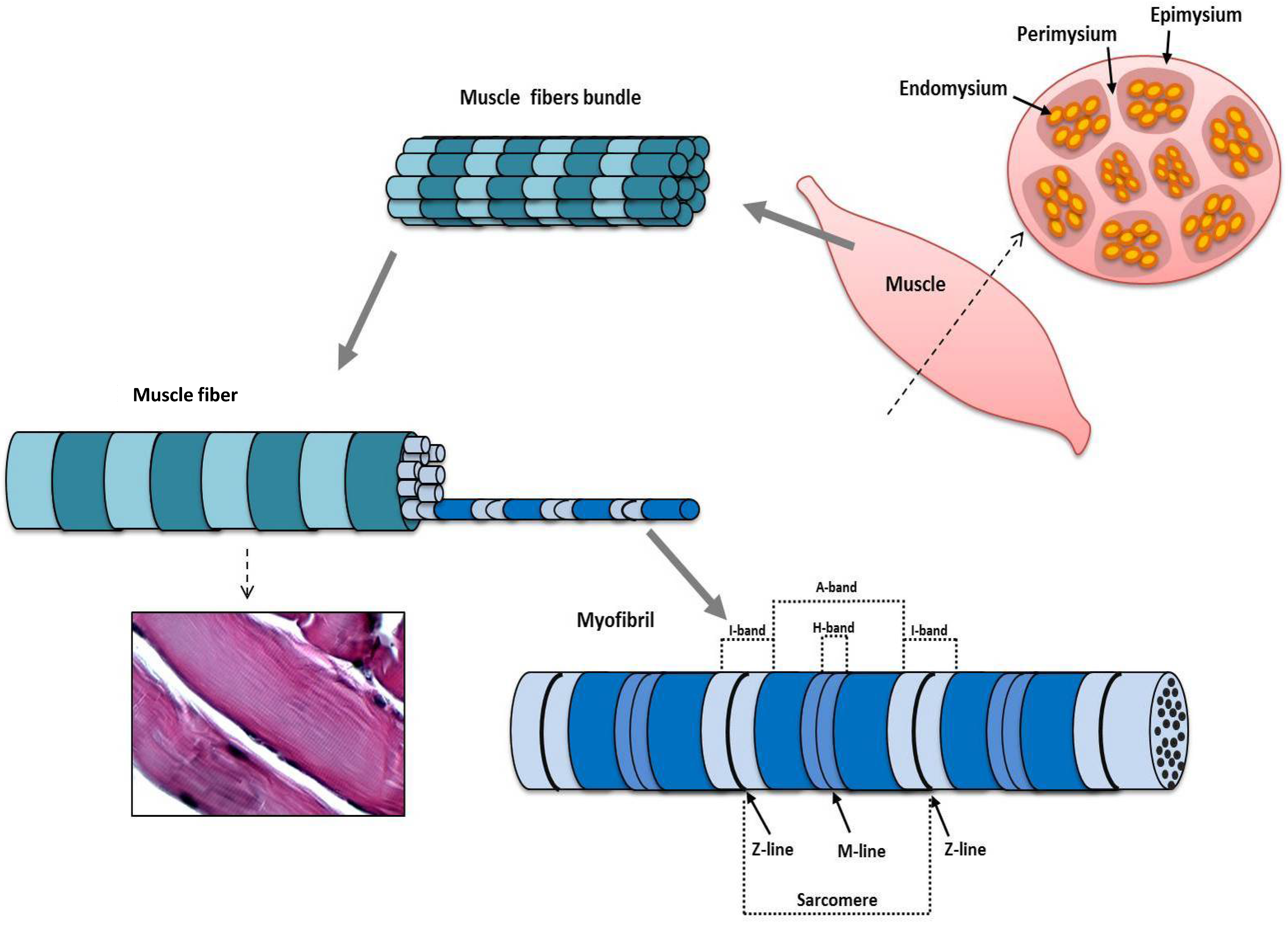 Detail Gambar Skeletal Muscle Nomer 46