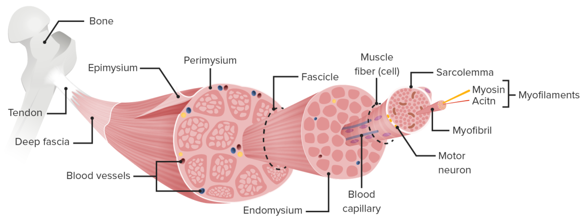 Detail Gambar Skeletal Muscle Nomer 52