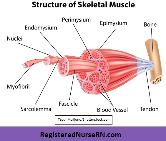 Detail Gambar Skeletal Muscle Nomer 6