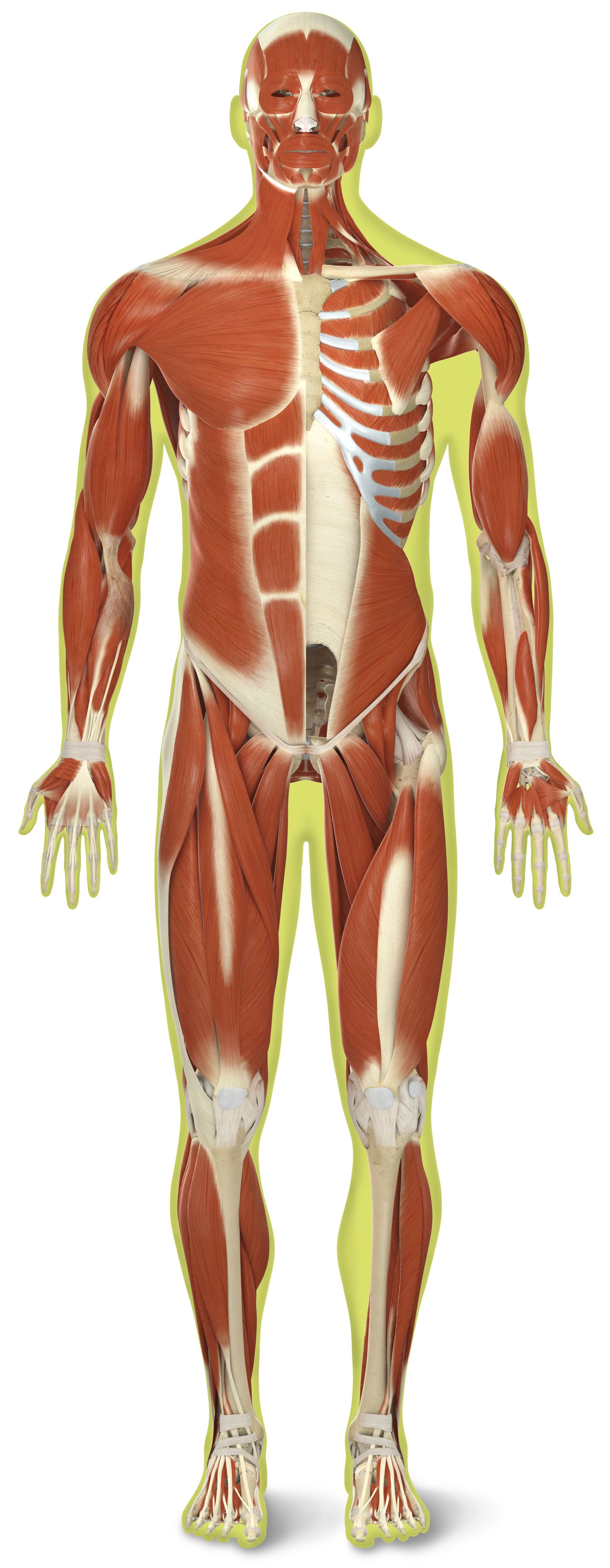 Detail Gambar Skeletal Muscle Nomer 7