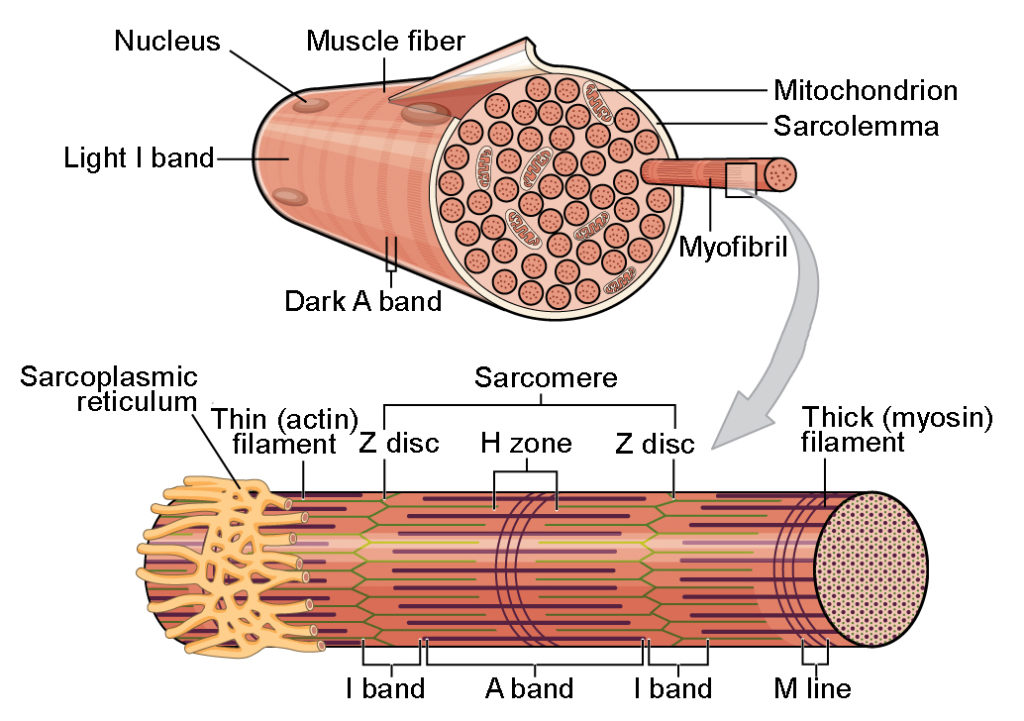 Detail Gambar Skeletal Muscle Nomer 9