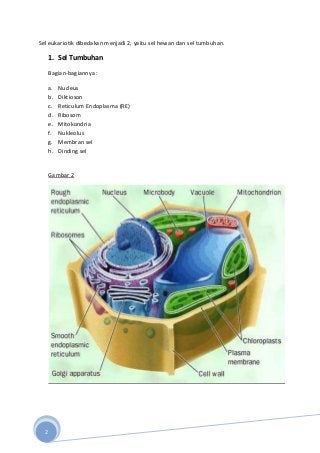 Detail Gambar Skeleton Sel Tumbuhan Dan Hewan Nomer 17