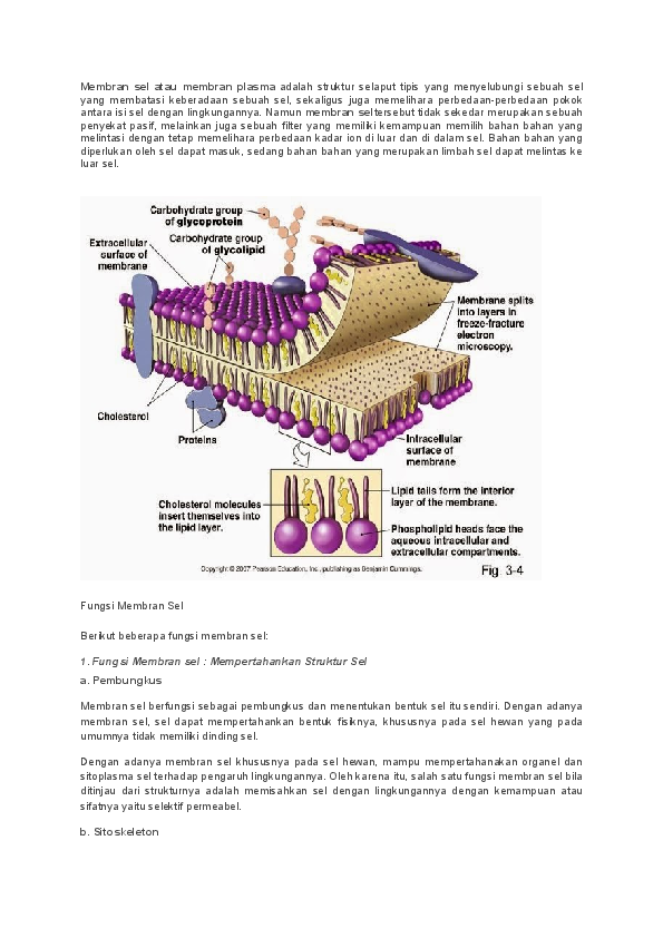 Detail Gambar Skeleton Sel Tumbuhan Dan Hewan Nomer 28