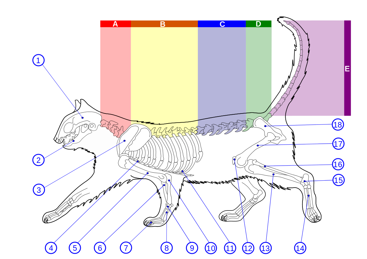 Detail Gambar Skeleton Sel Tumbuhan Dan Hewan Nomer 40