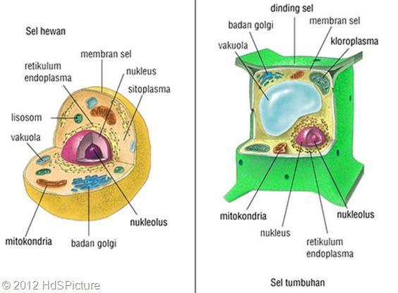 Gambar Skelton Sel Tumbuhan Dan Hewan - KibrisPDR