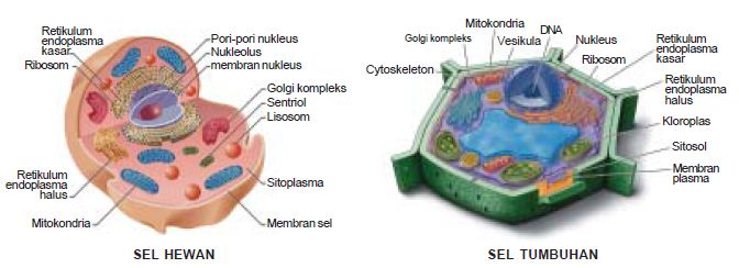 Detail Gambar Skelton Sel Tumbuhan Dan Hewan Nomer 13