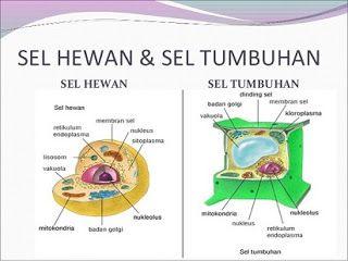 Detail Gambar Skelton Sel Tumbuhan Dan Hewan Nomer 3