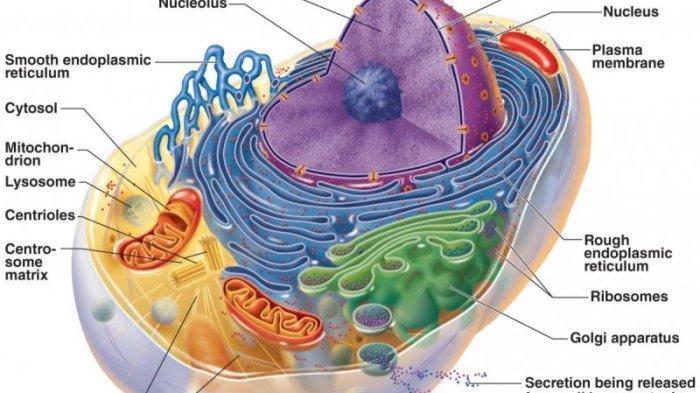Detail Gambar Skelton Sel Tumbuhan Dan Hewan Nomer 31