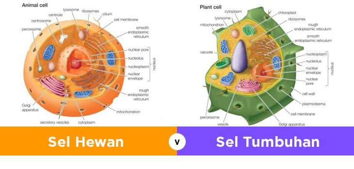 Detail Gambar Skelton Sel Tumbuhan Dan Hewan Nomer 4