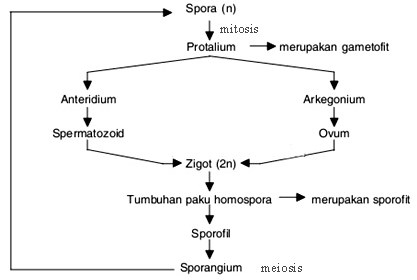 Detail Gambar Skema Metagenesis Tumbuhan Lumut Nomer 34