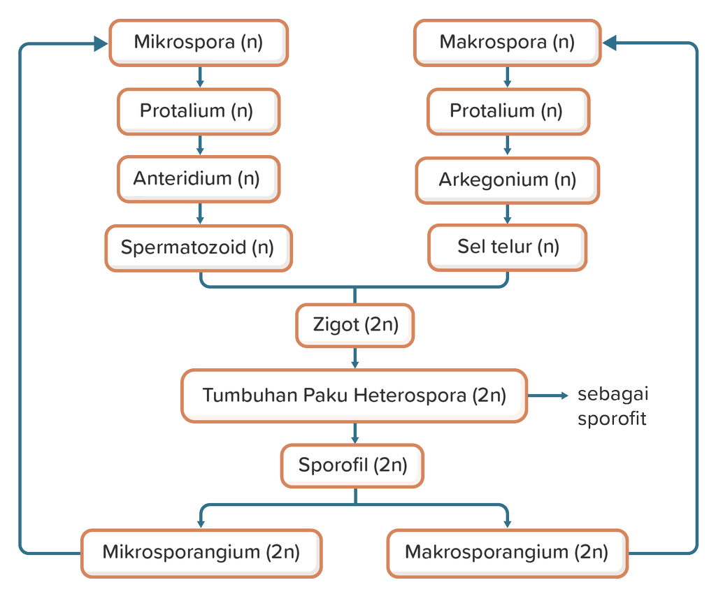 Detail Gambar Skema Metagenesis Tumbuhan Paku Nomer 15