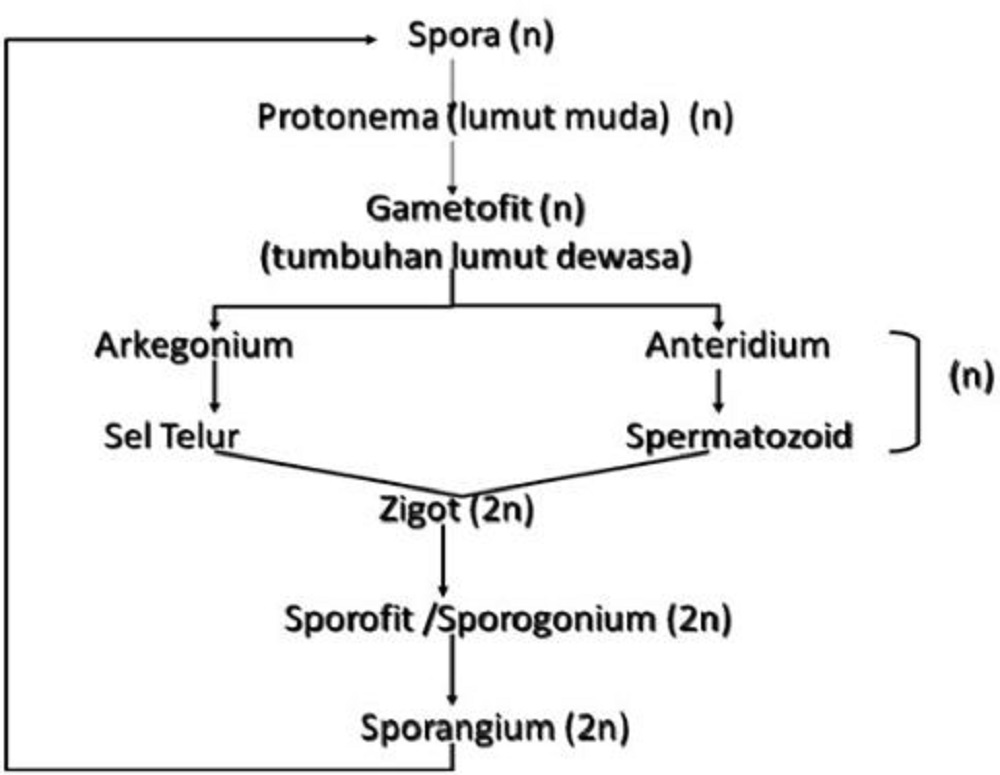 Detail Gambar Skema Metagenesis Tumbuhan Paku Nomer 26