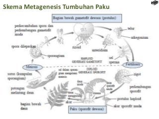 Detail Gambar Skema Metagenesis Tumbuhan Paku Nomer 28