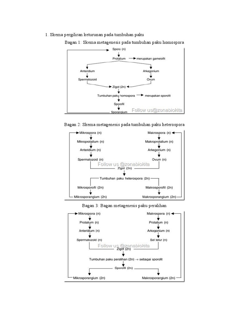 Detail Gambar Skema Metagenesis Tumbuhan Paku Nomer 32