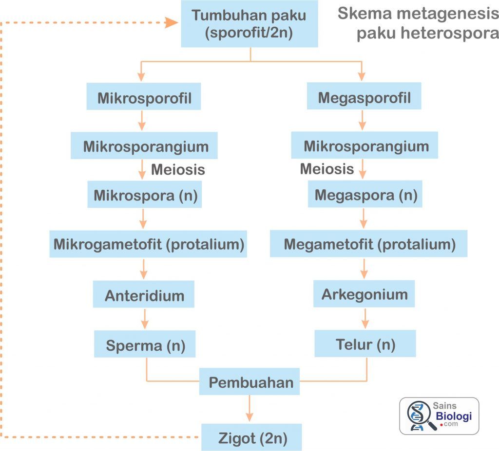 Detail Gambar Skema Metagenesis Tumbuhan Paku Nomer 34