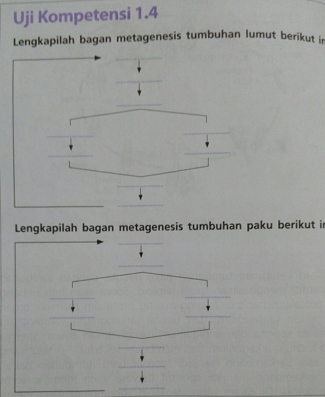 Detail Gambar Skema Metagenesis Tumbuhan Paku Nomer 37