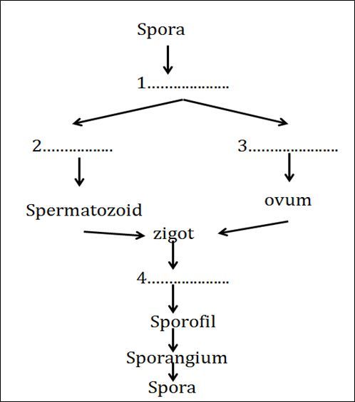 Detail Gambar Skema Metagenesis Tumbuhan Paku Nomer 40