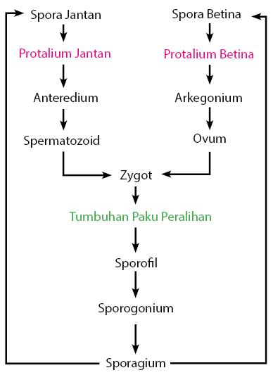 Detail Gambar Skema Metagenesis Tumbuhan Paku Nomer 42