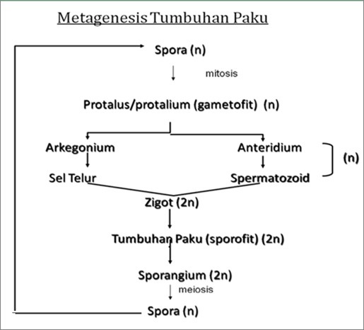 Detail Gambar Skema Metagenesis Tumbuhan Paku Nomer 9