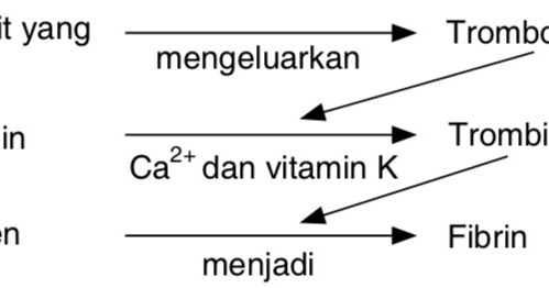 Detail Gambar Skema Pembekuan Darah Nomer 13