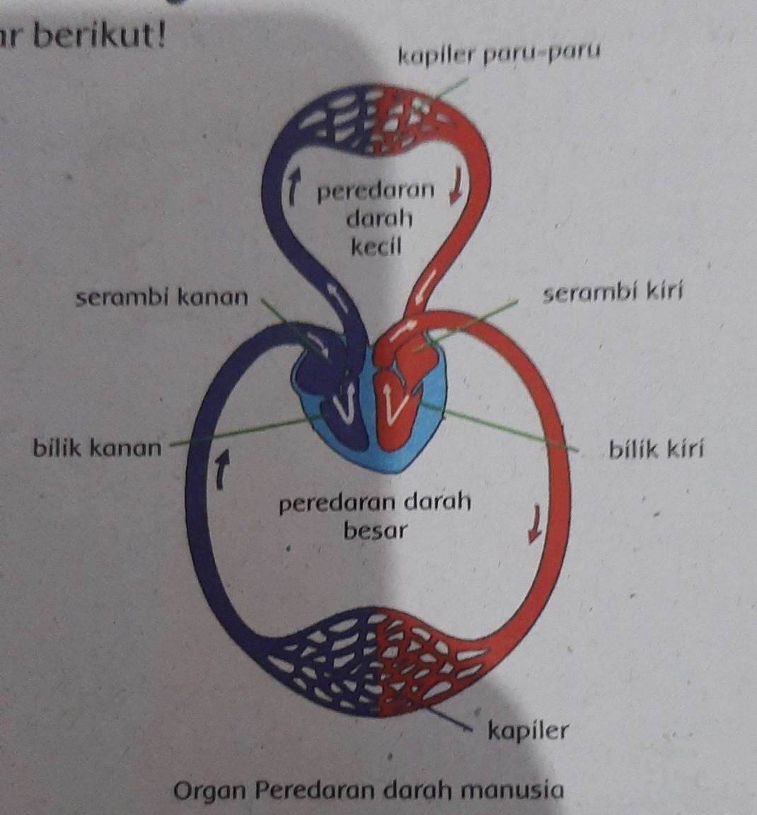 Detail Gambar Skema Peredaran Darah Nomer 11