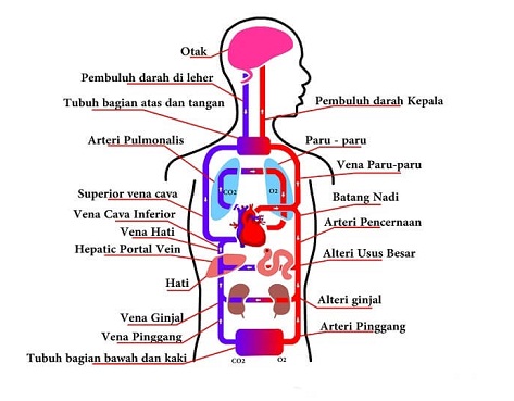 Detail Gambar Skema Peredaran Darah Nomer 21