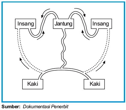 Detail Gambar Skema Peredaran Darah Nomer 40