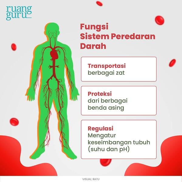 Detail Gambar Skema Peredaran Darah Nomer 41