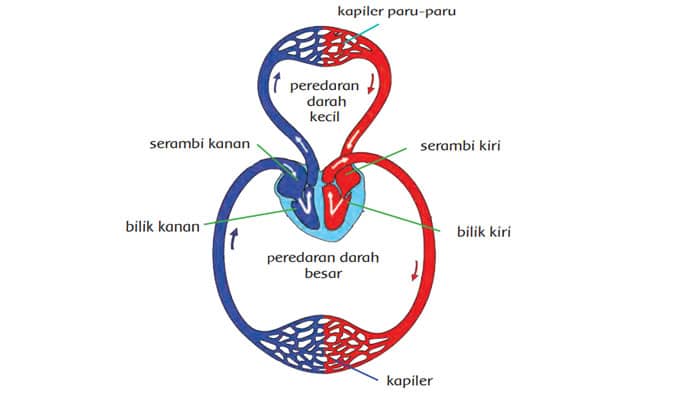 Detail Gambar Skema Peredaran Darah Nomer 48