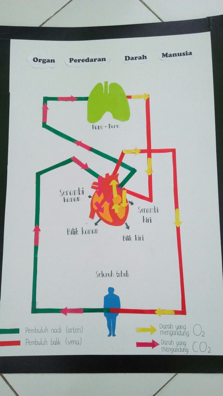 Detail Gambar Skema Peredaran Darah Nomer 52