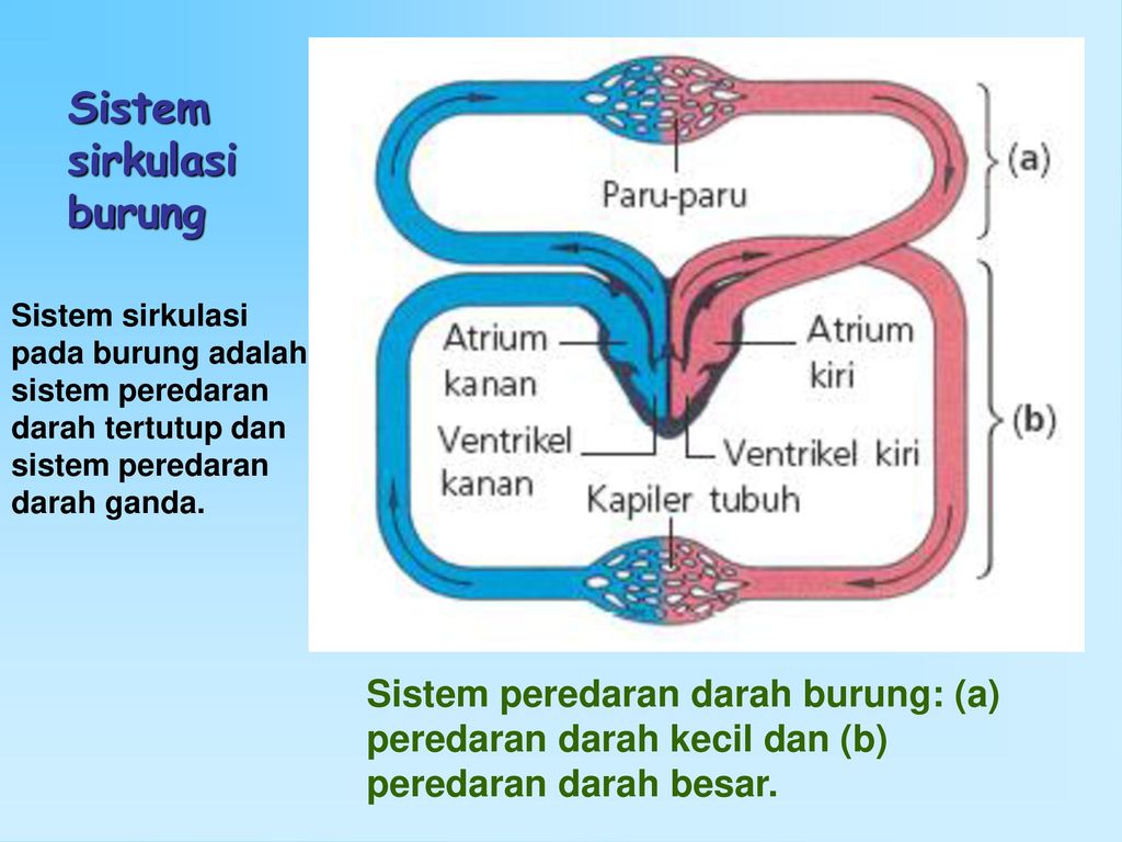 Detail Gambar Skema Peredaran Darah Nomer 54