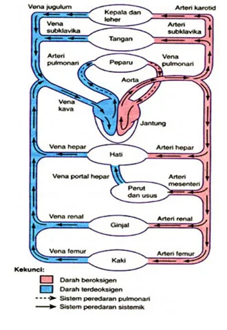 Detail Gambar Skema Peredaran Darah Kecil Nomer 35