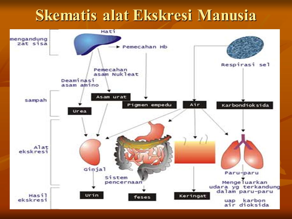 Detail Gambar Skema Proses Ekskresi Pada Organ Hati Nomer 12