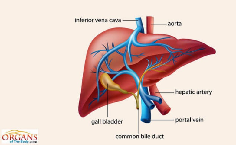 Detail Gambar Skema Proses Ekskresi Pada Organ Hati Nomer 15
