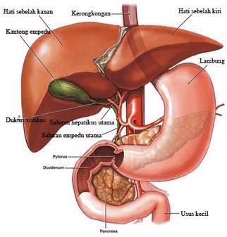 Detail Gambar Skema Proses Ekskresi Pada Organ Hati Nomer 17